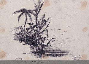 树群....Java.1.可可树, 2. 棕榈树, 3. 车前草 作者 CW布朗