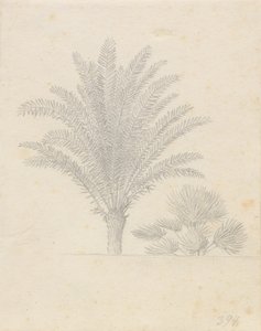 棕榈树和树叶组 作者 克里斯托弗·威廉·埃克斯伯格