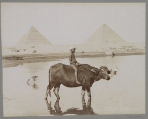骑在水牛上的男孩，背景是埃及的两座金字塔
Beufe et Pyramides（物体上的标题） 作者 C. 和 G. Zangaki