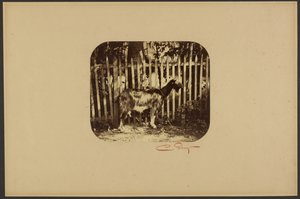 [山羊] 作者 卡米尔·西尔维（Camille Silvy）
