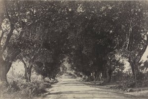 1858年，印度塞林汉姆，巴尼树大道。 作者 林奈·特里普船长