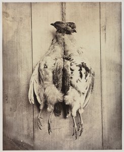 Partridges recto, 约1861年。 作者 N. 贝利船长