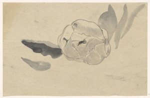 花卉研究 作者 Carel Adolph 狮子纪念章