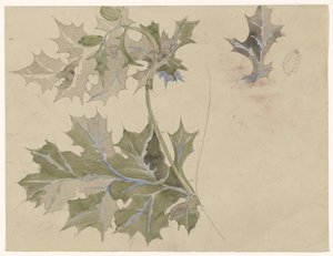 蓟叶 作者 Carel Adolph 狮子纪念章