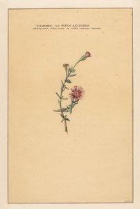 榕 Ficoides seu Ficus aizoides (...)（物体上的标题） 作者 卡雷尔·博查特·沃特