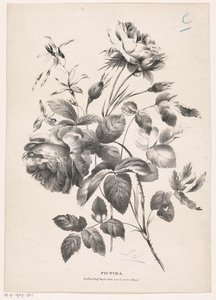 Twee rozen
Pictura （物品上的系列名称） 作者 范利尔兄弟
