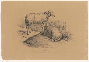 Vier schapen
Pictura （物品上的系列名称） 作者 范利尔兄弟