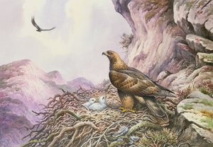 金鹰队在他们的Eyrie（wc） 作者 卡尔·唐纳