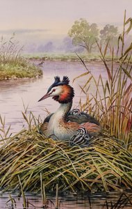 Great-Crested Grebes 作者 卡尔·唐纳