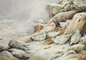 在积雪的风景的雷鸟 作者 卡尔·唐纳