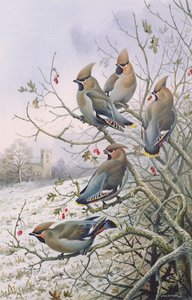 Waxwings 作者 卡尔·唐纳