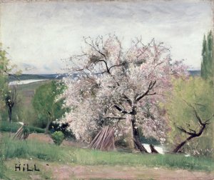 开花果树，Bois-le-Roi