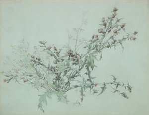花蓟的研究》，1846年。 作者 卡尔·乔治·安东·格雷布