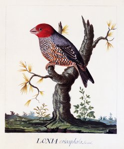 Loxia erythrocephala（Amadina erythrocephala），红头雀，水彩画 作者 卡尔·林奈