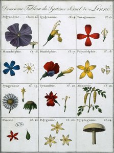 Linnean植物性系统的第二个表 作者 卡尔·林奈