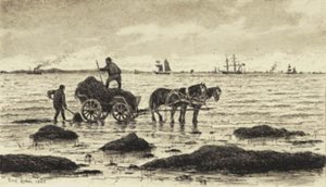 农民种植海藻