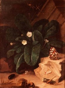 报春花和昆虫的静物画