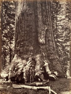 加利福尼亚州优胜美地的灰熊巨人基地，巨大的红杉树，1868年。