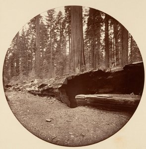 Mammoth Three Grove Hotel Calaveras Co Cal., ca. 1878. 作者 卡尔顿·埃蒙斯·沃特金斯