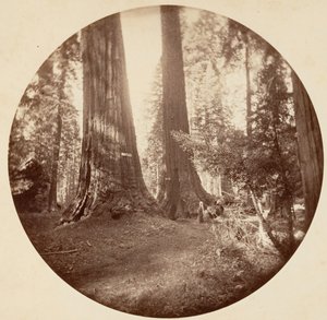 老多米尼克和汤姆叔叔的酒馆。卡拉维拉斯丛林，约1878年。