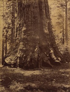 与盖伦-克拉克的灰熊巨人部分，优胜美地的马里波萨丛林，1865-66。