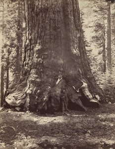 Grizzly Giant与Galen Clark的一段，Mariposa Grove，Yosemite，1865-66，约1876年印刷。