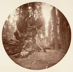 森林之父--马背上的一面。卡拉维拉斯丛林，约1878年。