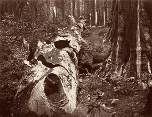 森林之父，周长112英尺，Calaveras Grove，1865-66，约1876年印刷。 作者 卡尔顿·埃蒙斯·沃特金斯