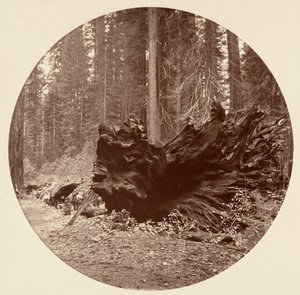 森林之父450英尺C. Grove，约1878年。