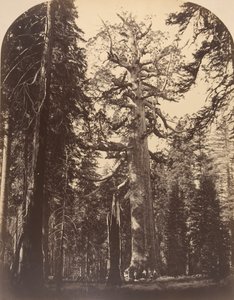 狰狞的巨人，马里波萨丛林，优胜美地，1861年。 作者 卡尔顿·埃蒙斯·沃特金斯