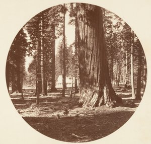来自格罗夫的猛犸格罗夫酒店--卡拉维拉斯，约1878年。 作者 卡尔顿·埃蒙斯·沃特金斯