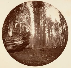 森林之母 来自森林之父--卡拉瓦拉斯丛林，约1878年。 作者 卡尔顿·埃蒙斯·沃特金斯