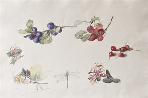 秋季水果和鲜花，2007年（纸上wc）