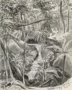 丛林研究，19世纪