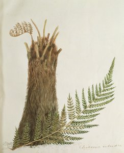 研究19世纪的蕨类植物