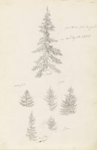 对云杉和冷杉的六项研究 作者 卡斯珀·大卫·弗里德里希（Caspar David Friedrich）