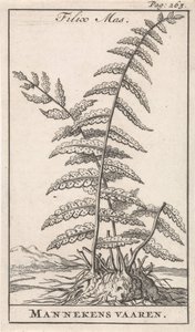 雄性蕨类植物 Filix Mas / Mannekens vaaren（物体上的标题） 作者 卡斯珀·路肯（Caspar Luyken）