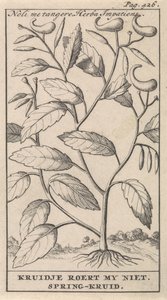 春草 Noli me tangere，Herba Impatiens / Kruidje 不要打扰我。 春天药草（物体上的标题） 作者 卡斯珀·路肯（Caspar Luyken）