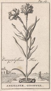 标题页和八幅花卉版画
安杰利耶
Caryophylleus Flos / Angelier.吉诺费尔（作品名称） 作者 卡斯珀·路肯（Caspar Luyken）