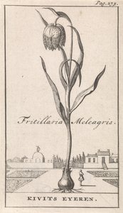 扉页和八幅花卉版画
Kievitsbloem
Fritillaria Meleagris / Kivits Eyeren（标题在实物上） 作者 卡斯珀·路肯（Caspar Luyken）