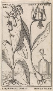 扉页和八幅花卉版画
狐尾草和狗架
洋地黄。Dens Caninus / 指帽草。狗牙（标题在物体上） 作者 卡斯珀·路肯（Caspar Luyken）