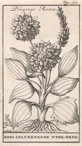 扉页和八幅花卉印刷品 韦格布里 Plantago Rosea / Roos gelykenende Weeg-bree（物体上的标题） 作者 卡斯珀·路肯（Caspar Luyken）
