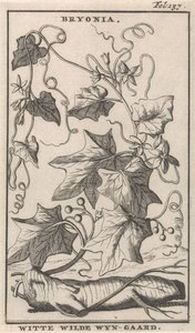 白色篱笆藤
Bryonia / 白色野生藤本植物（物体上的标题） 作者 卡斯珀·路肯（Caspar Luyken）