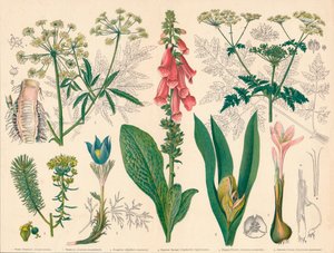 英国有毒植物》，19世纪中后期。 作者 卡塞尔公司