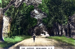 橡树大道，纽兰兹，约翰内斯堡，南非豪登省，建于1920年代。 作者 Cavenders有限公司