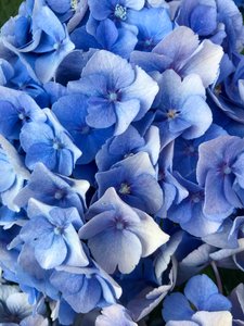 构图--花，2019（照片） 作者 塞西尔·贾梅特