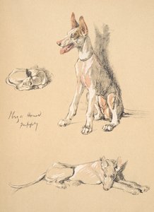 Ibiza Hound Puppy，1930年，插图来自他的素描书，用于朋友之间，Aldin，Cecil Charles Windsor（1870-1935），后来由Eyre和Spottiswoode Limited出版，1934年，Chalk和Ch 作者 塞西尔·查尔斯·温莎·奥尔丁