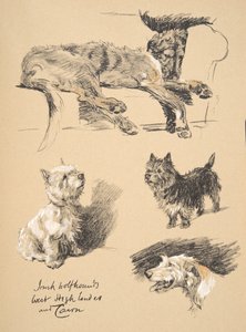 爱尔兰猎狼犬，West Highlander和Cairn，1930年，他的素描书中的插图用于&39;Just Among Friends&39;，Aldin，Cecil Charles Windsor（1870-1935），后来由Eyre和Spottiswoode L出版 作者 塞西尔·查尔斯·温莎·奥尔丁