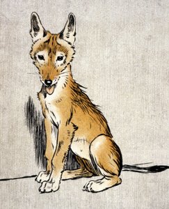 年轻的豺狼，c.1900（雕刻） 作者 塞西尔·查尔斯·温莎·奥尔丁