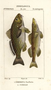 石鼓，Umbrina cirrosa 1 和 cingle，zingel，Zingel zingel 2 作者 赛莱赛莱赛莱